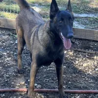 Red-collar -Reserved, a male Belgian Malinois for sale in Lehigh Acres, FL – Photo 10 of 10