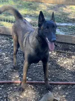 Red-collar , a male Belgian Malinois for sale in Lehigh Acres, FL – Photo 10 of 10