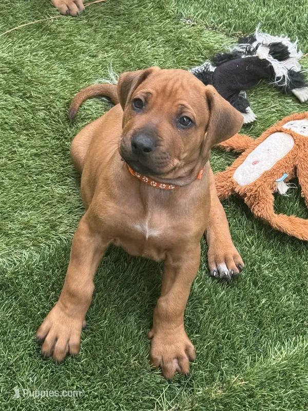 Orange collar (Full AKC ) – Rhodesian Ridgeback puppy for sale in Lehigh Acres, FL