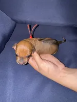 Red collar , a male Rhodesian Ridgeback for sale in Lehigh Acres, FL – Photo 2 of 7