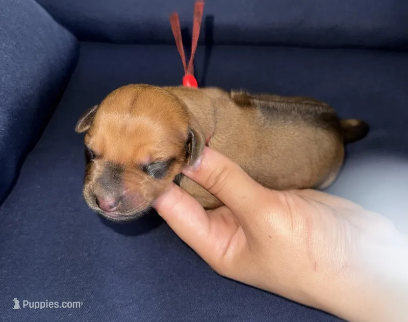 Red collar  – Rhodesian Ridgeback puppy for sale in Lehigh Acres, FL