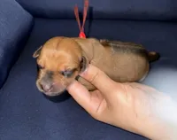 Red collar , a male Rhodesian Ridgeback for sale in Lehigh Acres, FL – Photo 1 of 7