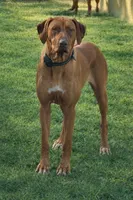 Red collar , a male Rhodesian Ridgeback for sale in Lehigh Acres, FL – Photo 4 of 7