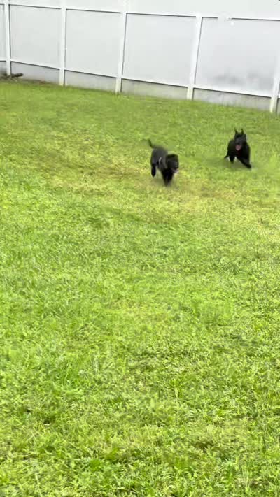 Belgian malinois puppies coming soon , a  Belgian Malinois for sale in Lehigh Acres, FL – 10 of 10
