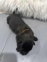 Yellow-collar, a male Belgian Malinois for sale in Lehigh Acres, FL – Photo 2 of 10