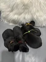 Yellow-collar, a male Belgian Malinois for sale in Lehigh Acres, FL – Photo 3 of 10