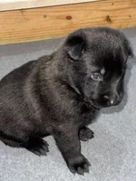 Yellow-collar, a male Belgian Malinois for sale in Lehigh Acres, FL – Photo 2 of 6