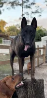 Yellow-collar, a male Belgian Malinois for sale in Lehigh Acres, FL – Photo 10 of 10