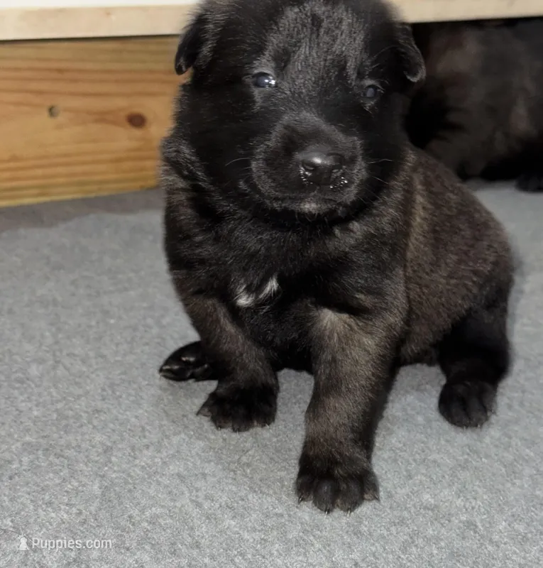 Yellow-collar – Belgian Malinois puppy for sale in Lehigh Acres, FL