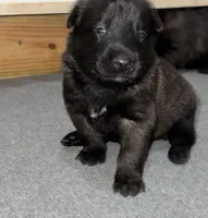 Yellow-collar, a male Belgian Malinois for sale in Lehigh Acres, FL – Photo 1 of 6