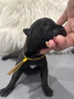 Yellow-collar, a male Belgian Malinois for sale in Lehigh Acres, FL – Photo 1 of 10