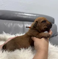 Orange collar (Full AKC ), a male Rhodesian Ridgeback for sale in Lehigh Acres, FL – Photo 2 of 6