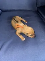 Orange collar, a male Rhodesian Ridgeback for sale in Lehigh Acres, FL – Photo 2 of 7