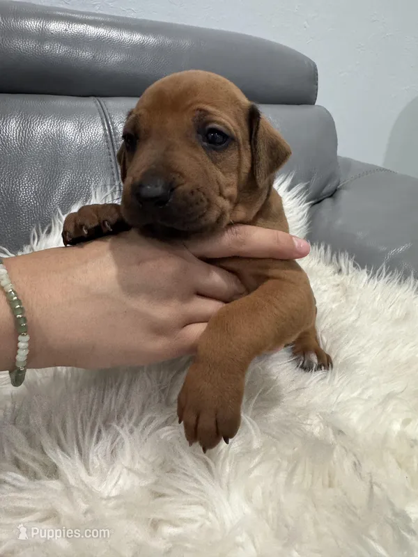 Orange collar (Full AKC ) – Rhodesian Ridgeback puppy for sale in Lehigh Acres, FL
