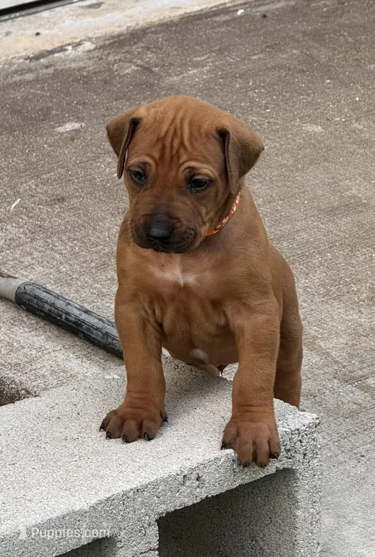Orange collar (Full AKC ) – Rhodesian Ridgeback puppy for sale in Lehigh Acres, FL