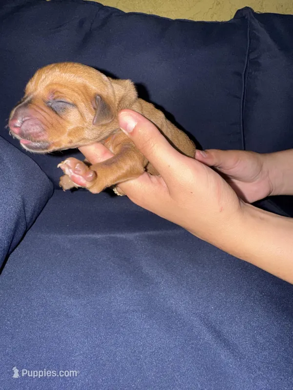 Orange collar – Rhodesian Ridgeback puppy for sale in Lehigh Acres, FL