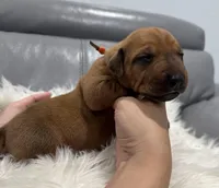 Orange collar (Full AKC ), a male Rhodesian Ridgeback for sale in Lehigh Acres, FL – Photo 1 of 6