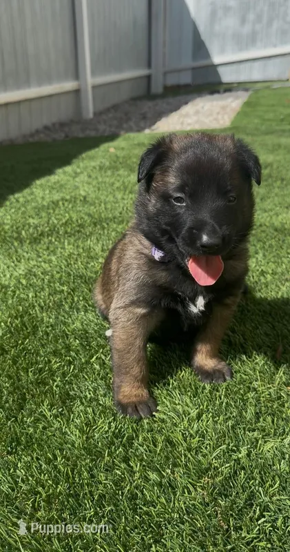 Purple-collar – Belgian Malinois puppy for sale in Lehigh Acres, FL