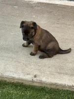 Purple-collar, a female Belgian Malinois for sale in Lehigh Acres, FL – Photo 5 of 10