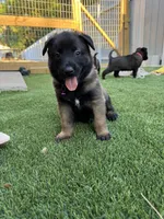 Purple-collar, a female Belgian Malinois for sale in Lehigh Acres, FL – Photo 3 of 10