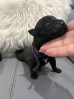 Purple-collar, a female Belgian Malinois for sale in Lehigh Acres, FL – Photo 2 of 10