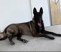 Purple-collar, a female Belgian Malinois for sale in Lehigh Acres, FL – Photo 6 of 10