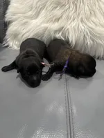 Purple-collar, a female Belgian Malinois for sale in Lehigh Acres, FL – Photo 4 of 10