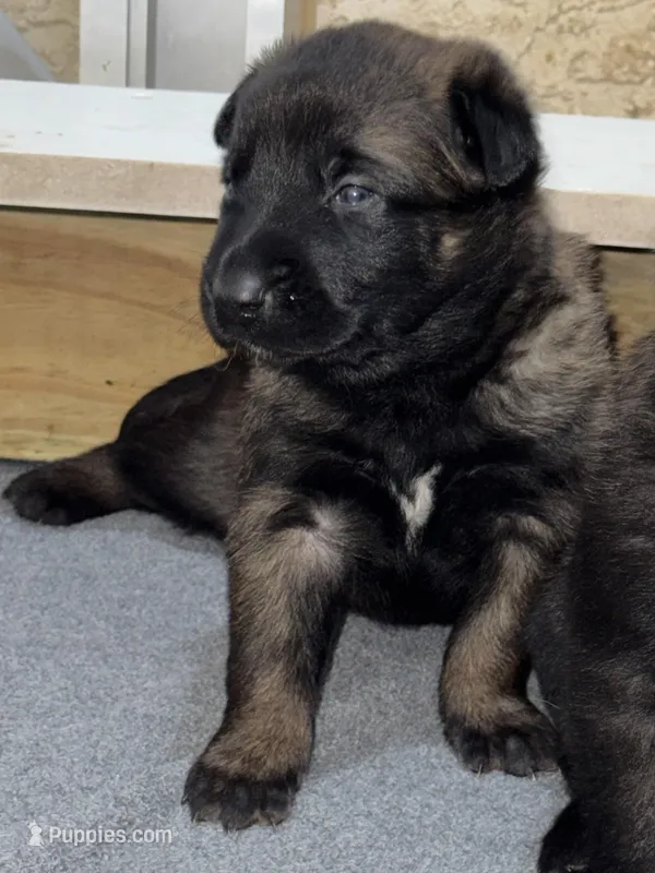 Purple-collar – Belgian Malinois puppy for sale in Lehigh Acres, FL