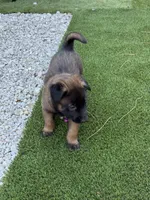 Purple-collar, a female Belgian Malinois for sale in Lehigh Acres, FL – Photo 4 of 10