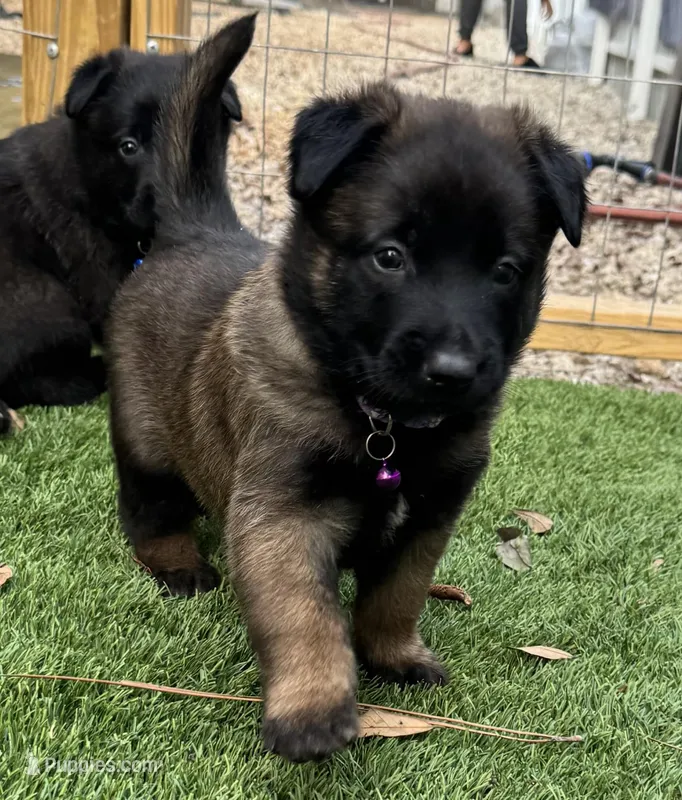Purple-collar – Belgian Malinois puppy for sale in Lehigh Acres, FL