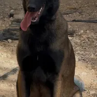 Purple-collar, a female Belgian Malinois for sale in Lehigh Acres, FL – Photo 6 of 10