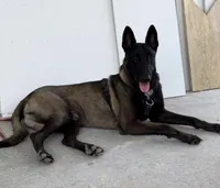 Belgian malinois puppies coming soon , a  Belgian Malinois for sale in Lehigh Acres, FL – 2 of 10