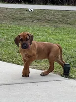 AKC registered-Dark pink , a female Rhodesian Ridgeback for sale in Lehigh Acres, FL – 1 of 4