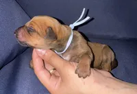 Light blue collar , a female Rhodesian Ridgeback for sale in Lehigh Acres, FL – Photo 2 of 7