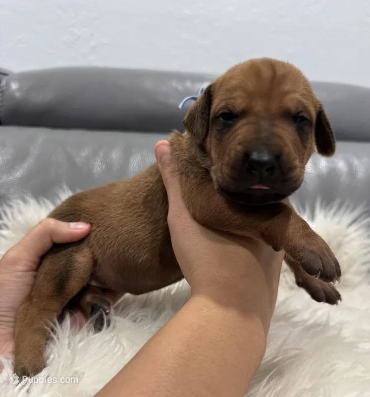 Light blue collar (Full AKC ) – Rhodesian Ridgeback puppy for sale in Lehigh Acres, FL