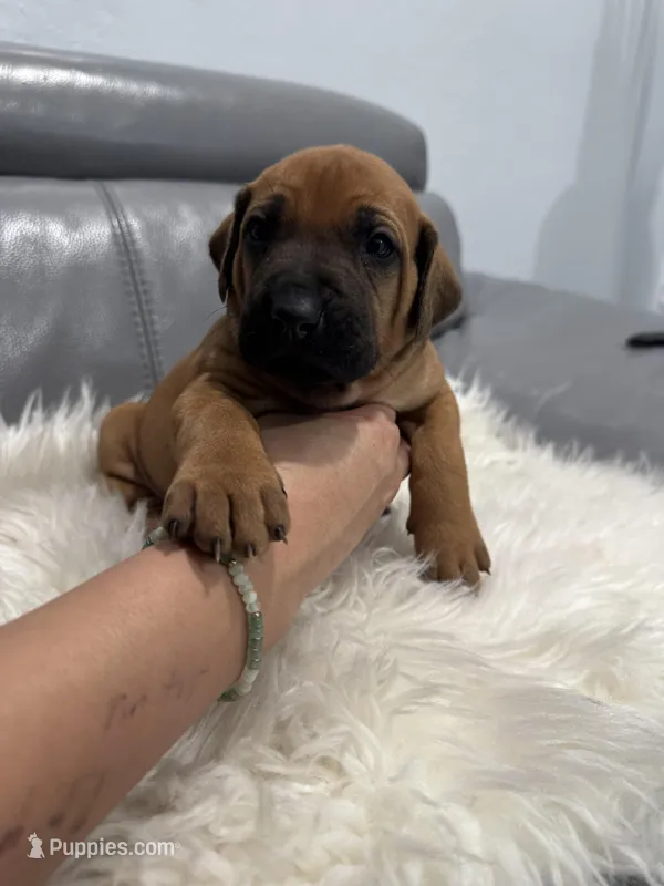 Light blue collar (Full AKC ) – Rhodesian Ridgeback puppy for sale in Lehigh Acres, FL