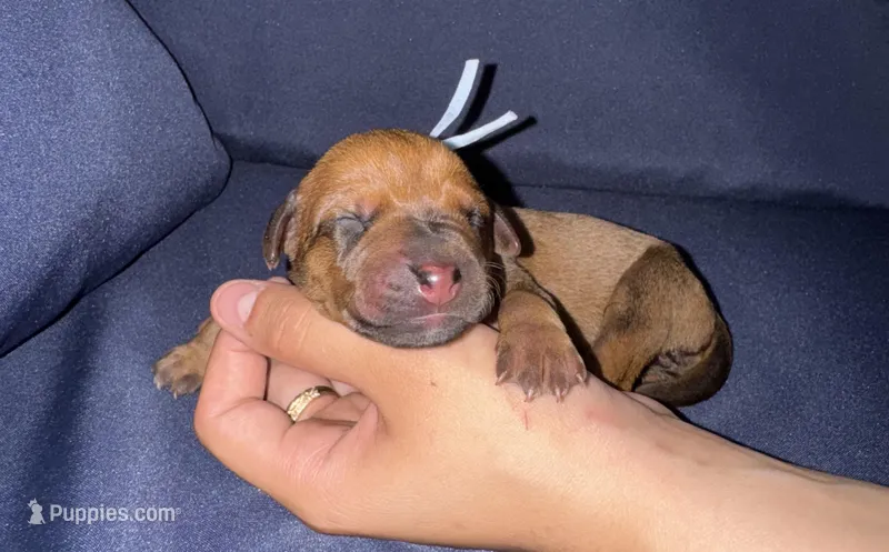 Light blue collar  – Rhodesian Ridgeback puppy for sale in Lehigh Acres, FL