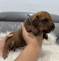 Light blue collar (Full AKC ), a female Rhodesian Ridgeback for sale in Lehigh Acres, FL – Photo 2 of 6