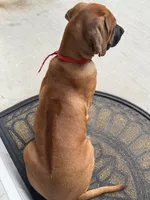Akc registered -Red , a female Rhodesian Ridgeback for sale in Lehigh Acres, FL – 3 of 3
