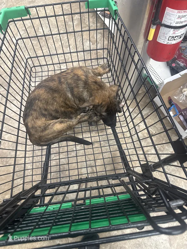 Ari’yen – German Shepherd Dog puppy for sale in Kennesaw State University, GA