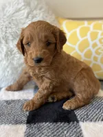 Ollie, a male Goldendoodle for sale in Shipshewana, IN – 3 of 9