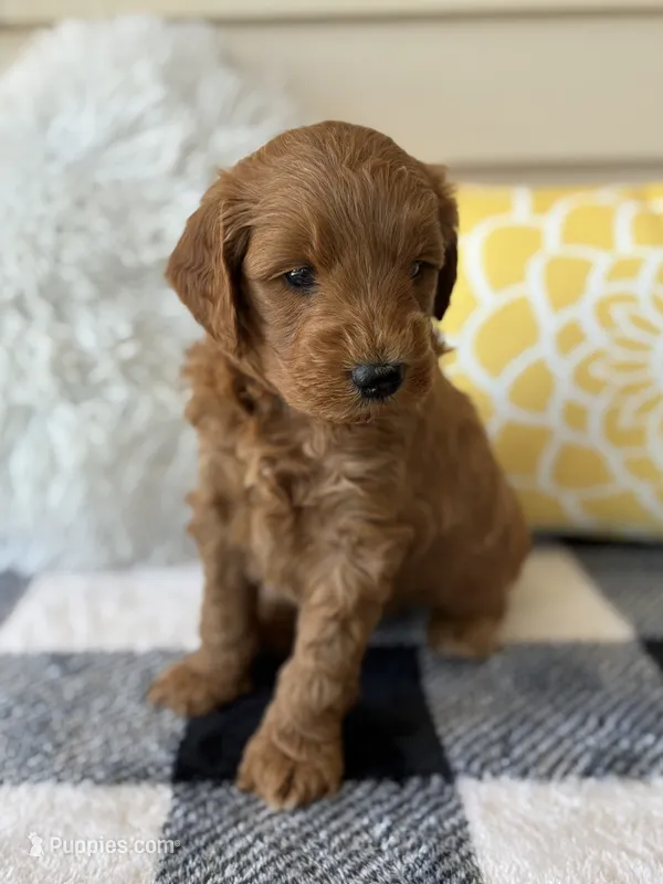 Ollie – Goldendoodle puppy for sale in Shipshewana, IN