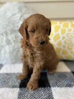 Ollie, a male Goldendoodle for sale in Shipshewana, IN – 1 of 9