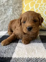Milo, a male Goldendoodle for sale in Shipshewana, IN – 3 of 10