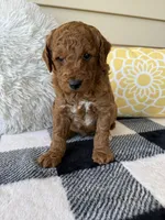 Bear, a male Goldendoodle for sale in Shipshewana, IN – 2 of 6