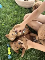 Benji, a male Goldendoodle for sale in Shipshewana, IN – 5 of 10