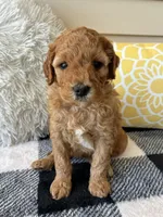 Suki, a female Goldendoodle for sale in Shipshewana, IN – 4 of 9