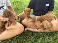 Milo, a male Goldendoodle for sale in Shipshewana, IN – 9 of 10