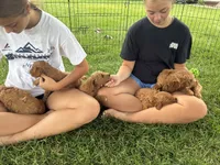Theo, a male Goldendoodle for sale in Shipshewana, IN – 9 of 10