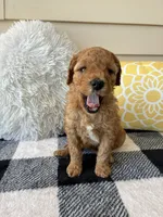 Suki, a female Goldendoodle for sale in Shipshewana, IN – 5 of 9